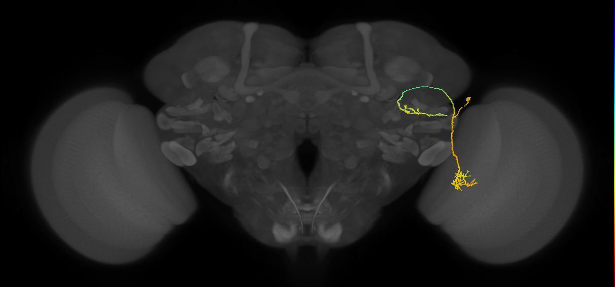 LC6 (FlyEM-HB:1230190149)