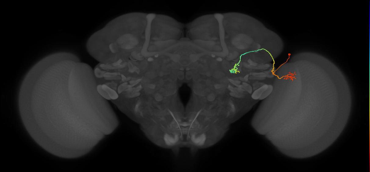 LC9(PLBDL3)_R (FlyEM-HB:1294362042)