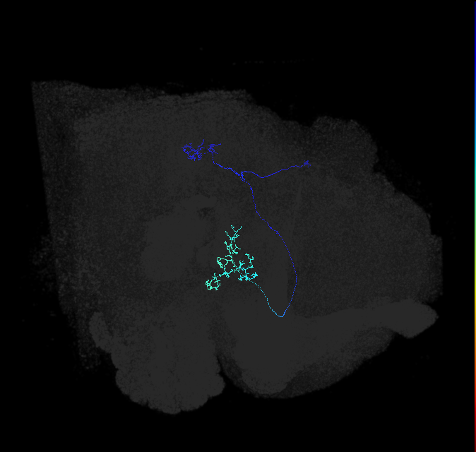 LC9(PLBDL3)_R (FlyEM-HB:1232607449)