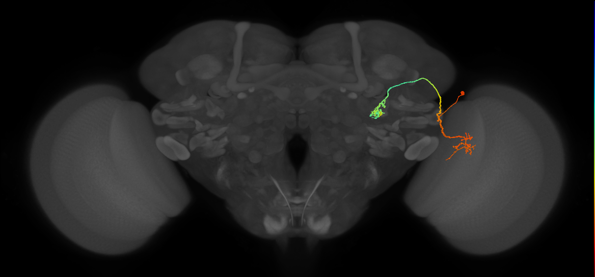 LC9(PLBDL3)_R (FlyEM-HB:1232607449)