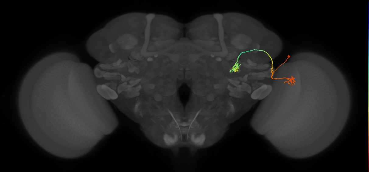 LC9(PLBDL3)_R (FlyEM-HB:1263668331)
