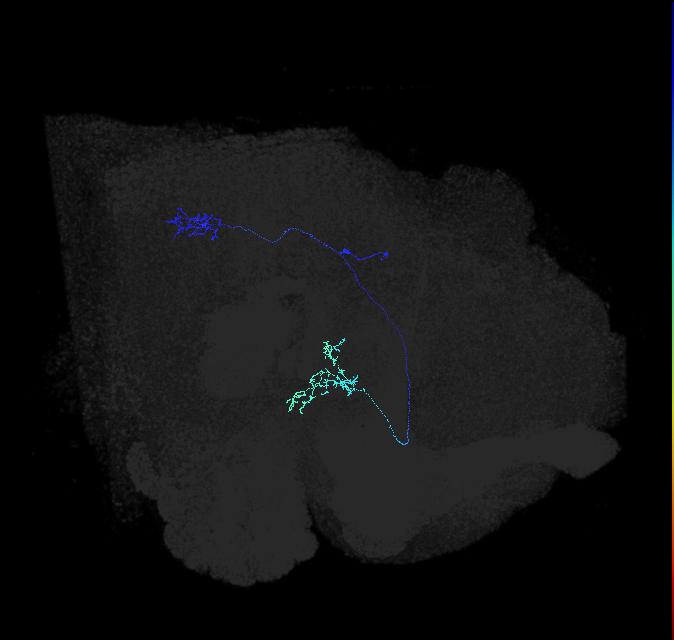 LC9(PLBDL3)_R (FlyEM-HB:5813044882)