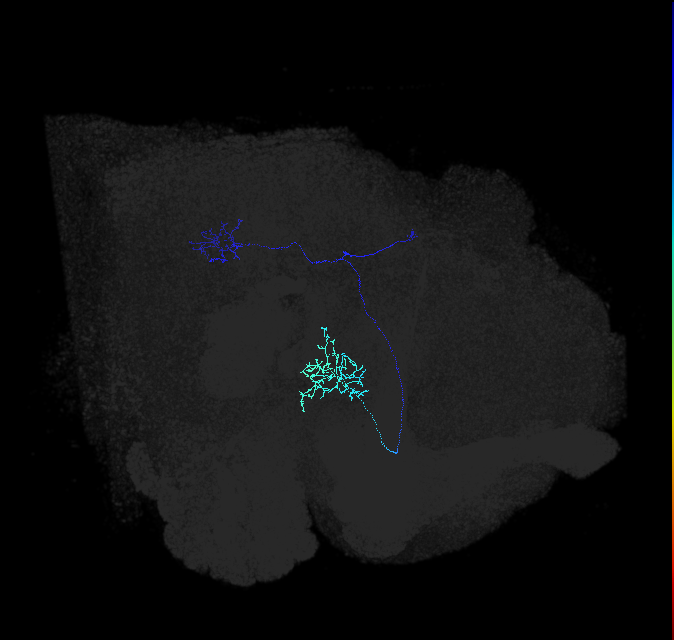 LC9(PLBDL3)_R (FlyEM-HB:5813077658)