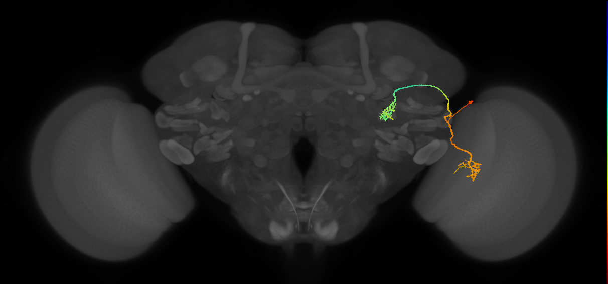 LC9(PLBDL3)_R (FlyEM-HB:5813077658)