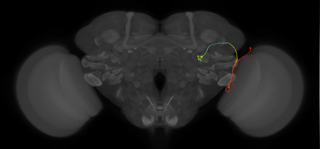 LC9(PLBDL3)_R (FlyEM-HB:1381704275)