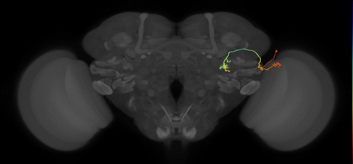 LC9(PLBDL3)_R (FlyEM-HB:5813038197)