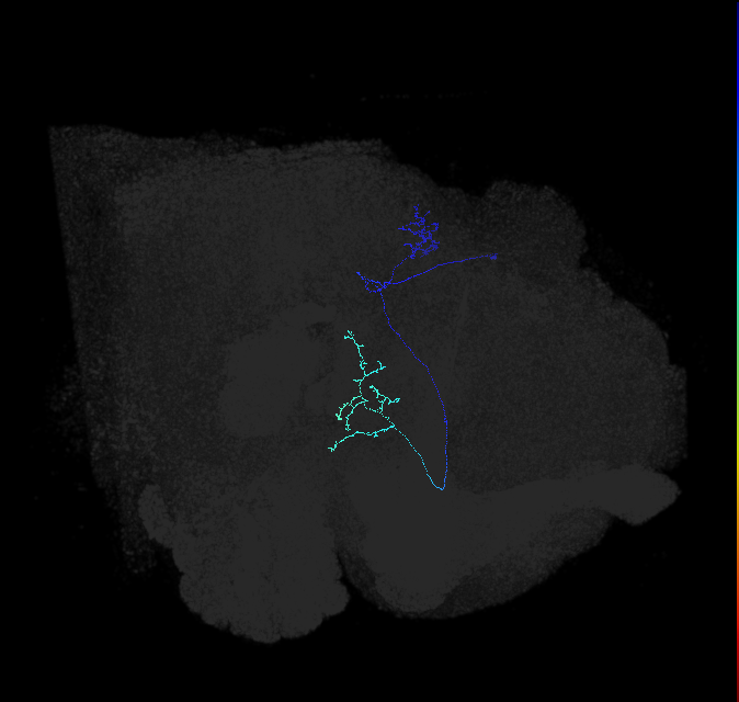 LC9(PLBDL3)_R (FlyEM-HB:1221289185)