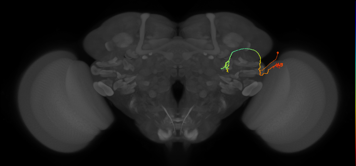 LC9(PLBDL3)_R (FlyEM-HB:1221289185)