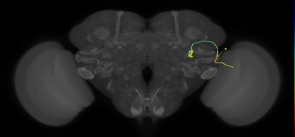 LC9 (FlyEM-HB:1263646370)