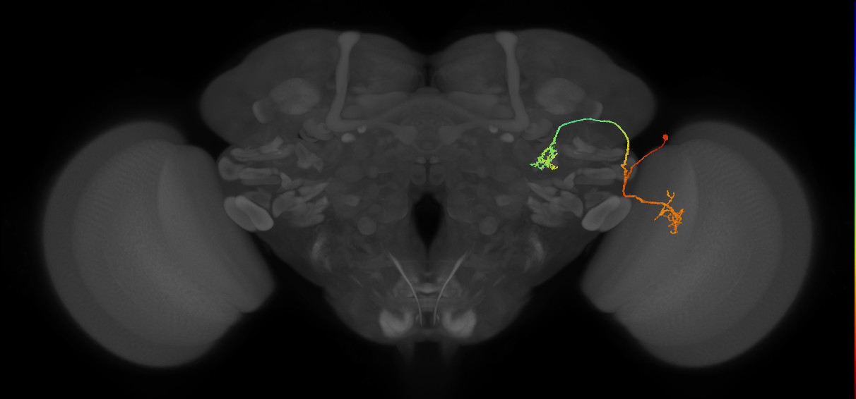 LC9(PLBDL3)_R (FlyEM-HB:5812988514)