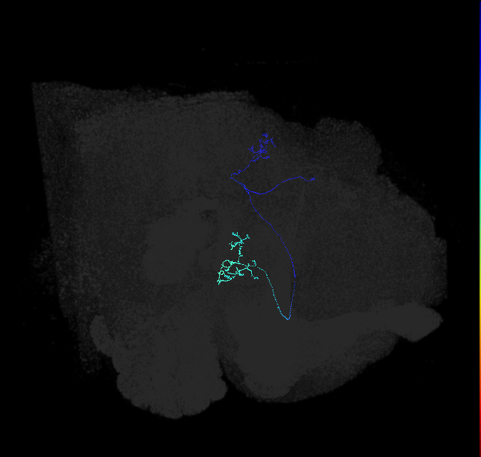 LC9 (FlyEM-HB:5813056453)