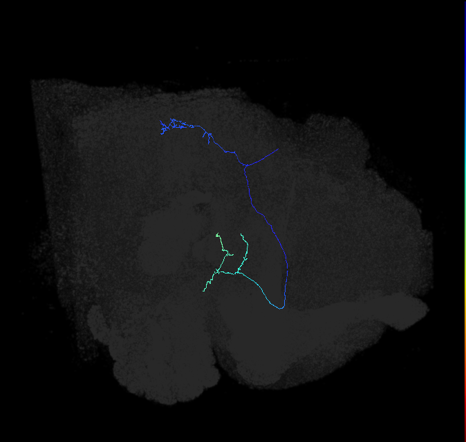 LC9(PLBDL3)_R (FlyEM-HB:1469947718)