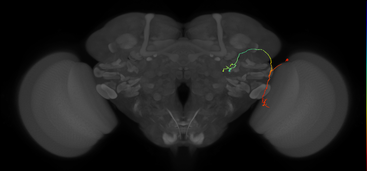 LC9(PLBDL3)_R (FlyEM-HB:1469947718)