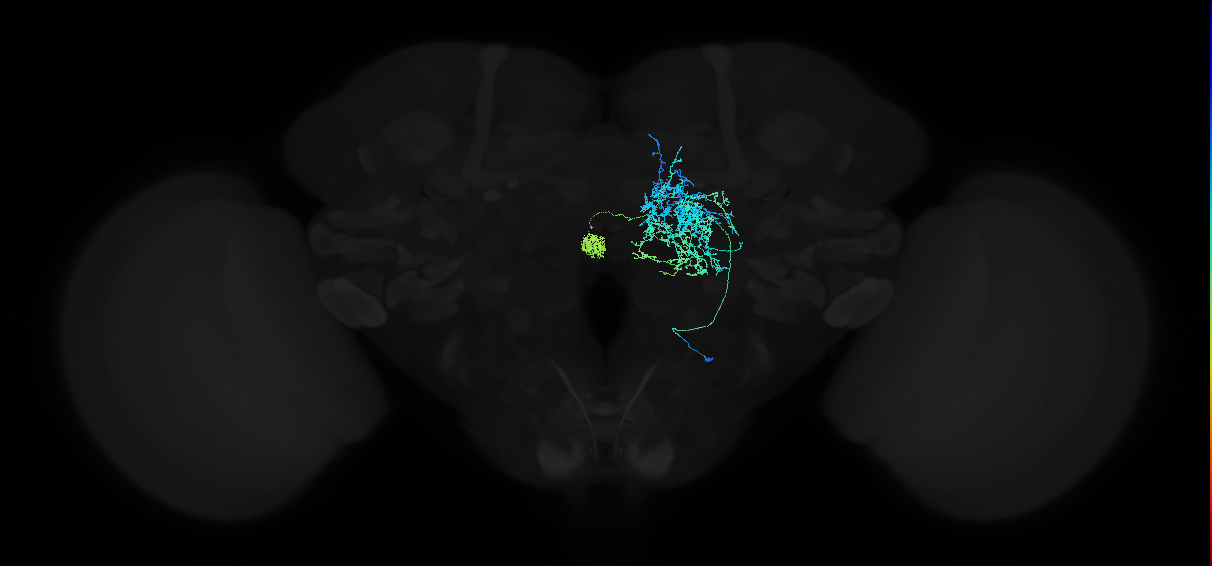 adult lateral accessory lobe-crepine-posterior nodulus 3 neuron