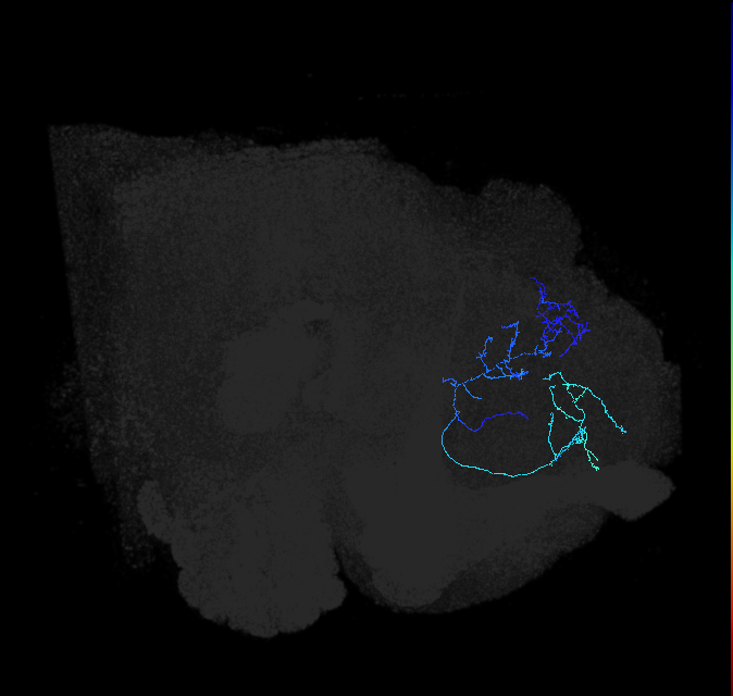 LHAD1a1_R (FlyEM-HB:454045389)