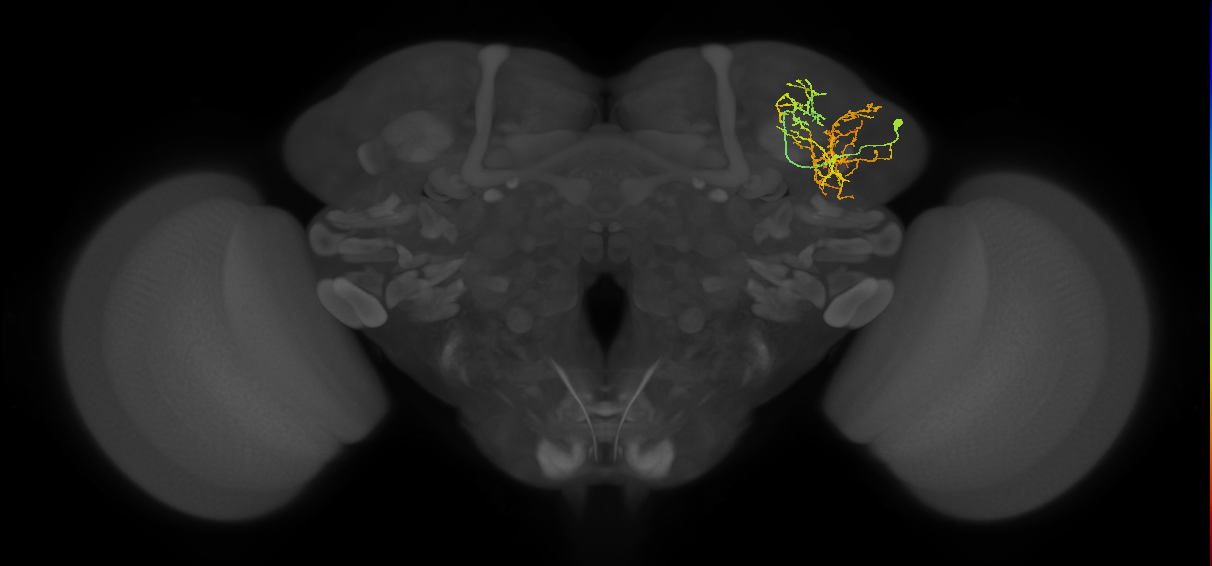 LHAD1a2_b_R (FlyEM-HB:760604568)
