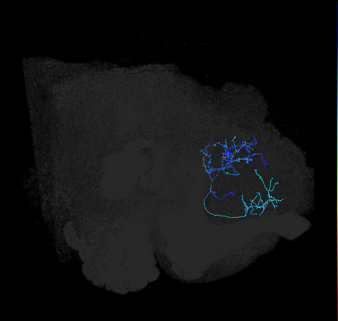 LHAD1a2_c_R (FlyEM-HB:485430376)