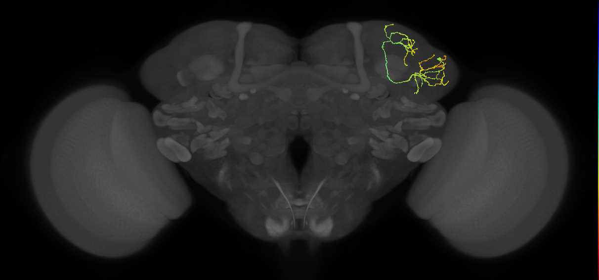 LHAD1a4_b_R (FlyEM-HB:360932188)