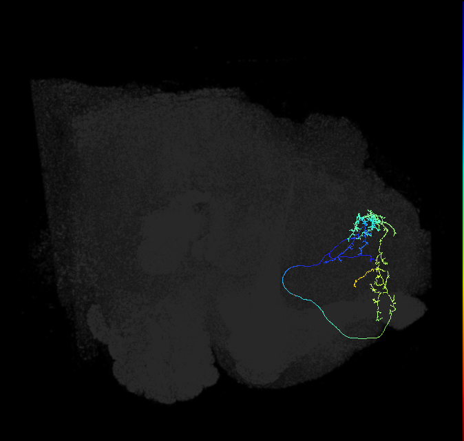 LHAD1b1_a_R (FlyEM-HB:543412198)