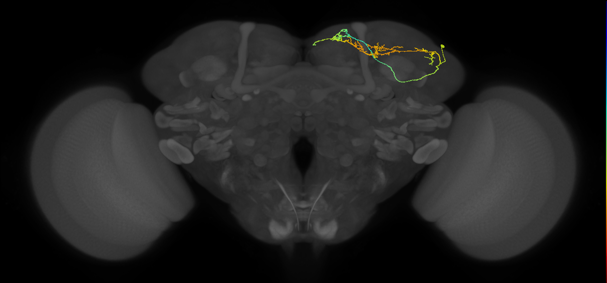 LHAD1b1_a_R (FlyEM-HB:543412198)