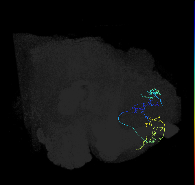 LHAD1b1_b_R (FlyEM-HB:551989415)