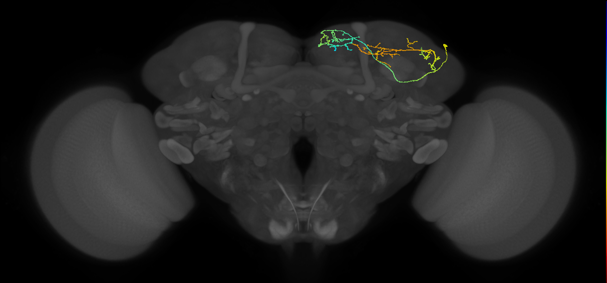 LHAD1b1_b_R (FlyEM-HB:551989415)