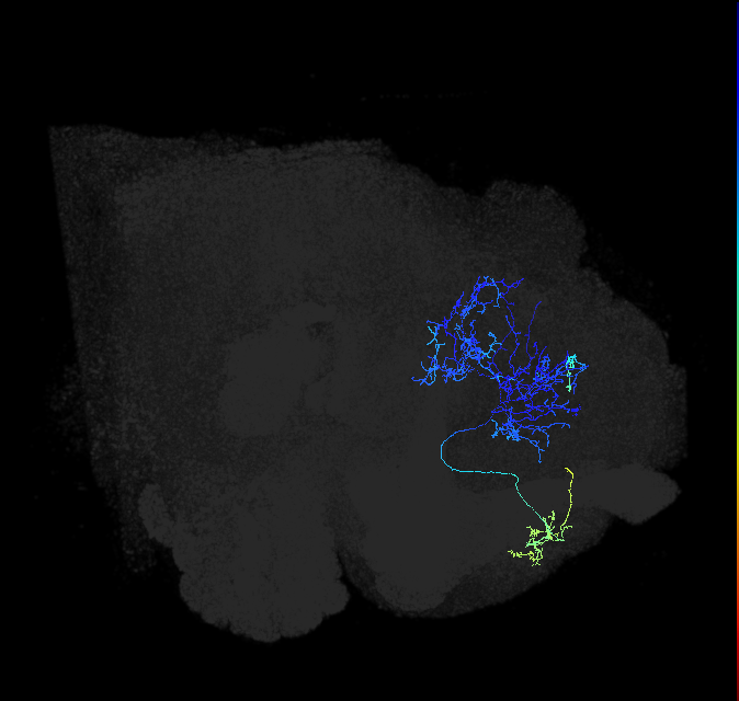 LHAD1b2_a_R (FlyEM-HB:673426956)