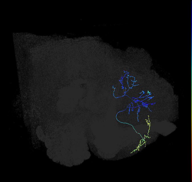 LHAD1b2_a_R (FlyEM-HB:606461310)