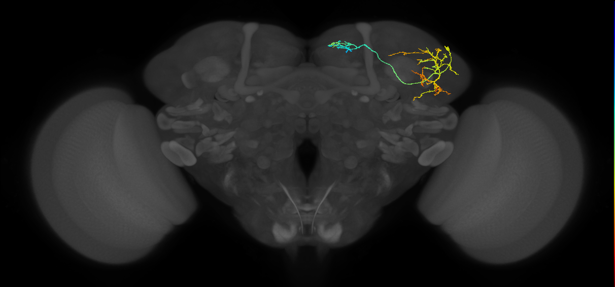 LHAD1b2_a_R (FlyEM-HB:606461310)