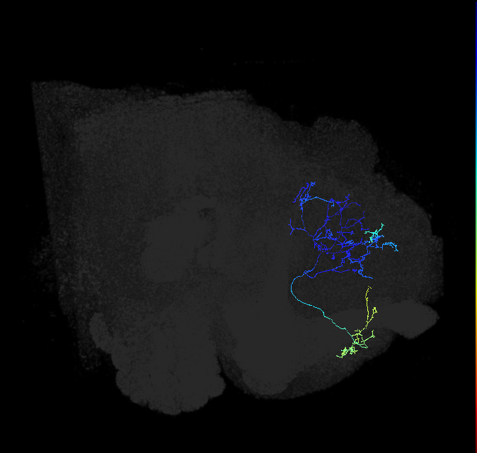 LHAD1b2_b_R (FlyEM-HB:483017681)