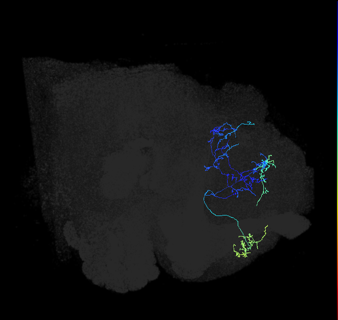LHAD1b2_d_R (FlyEM-HB:730562988)