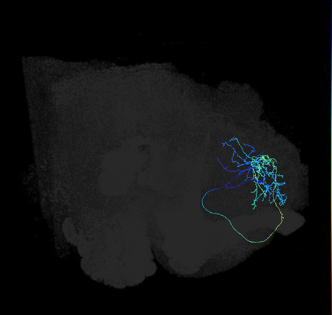 LHAD1b5_R (FlyEM-HB:421957539)