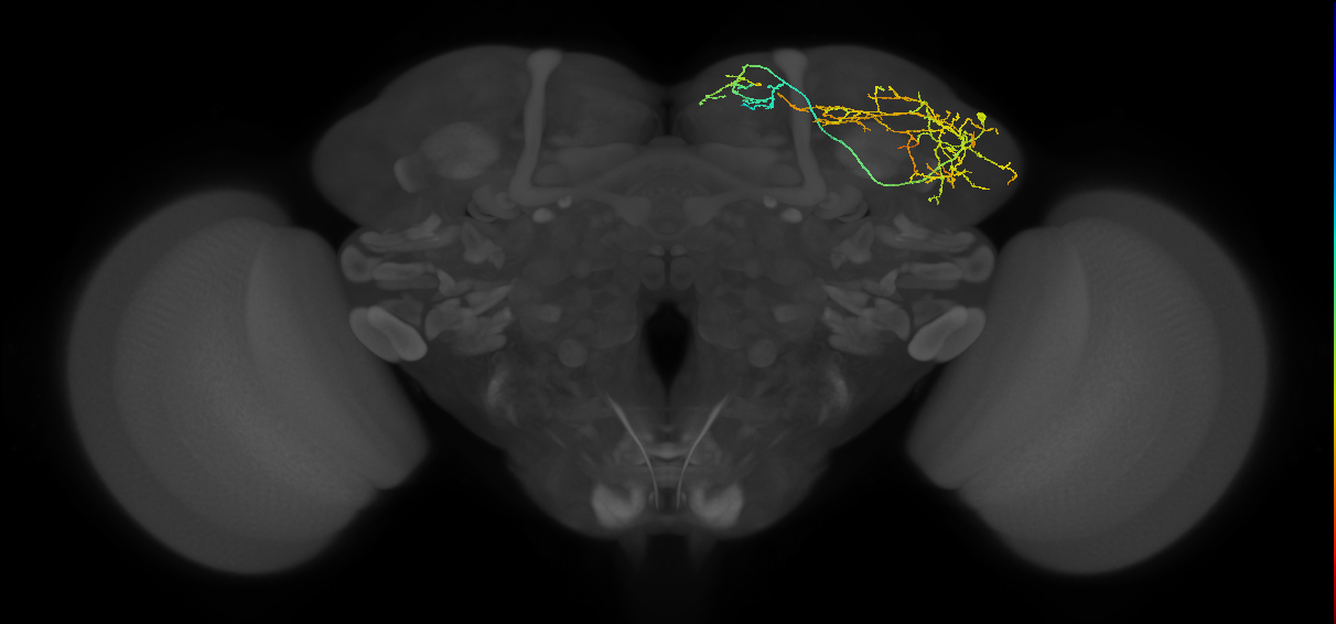 LHAD1b6_a_R (FlyEM-HB:512765816)