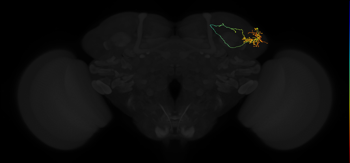 adult lateral horn AD1c3 neuron