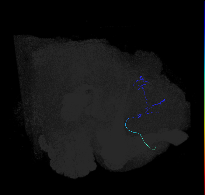 LHAD1c3_R (FlyEM-HB:574706585)