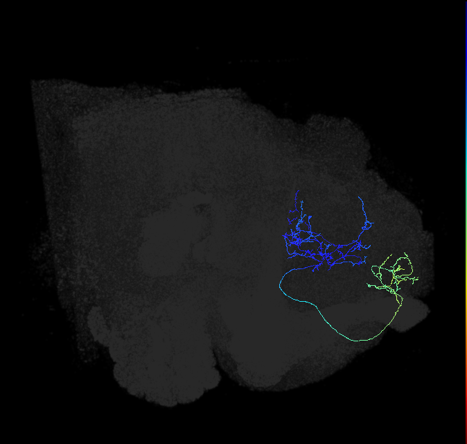 LHAD1d2_R (FlyEM-HB:5813096129)