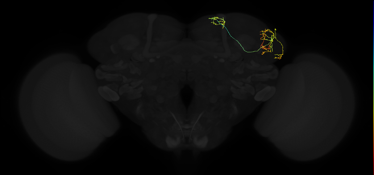 adult lateral horn AD1d2 neuron