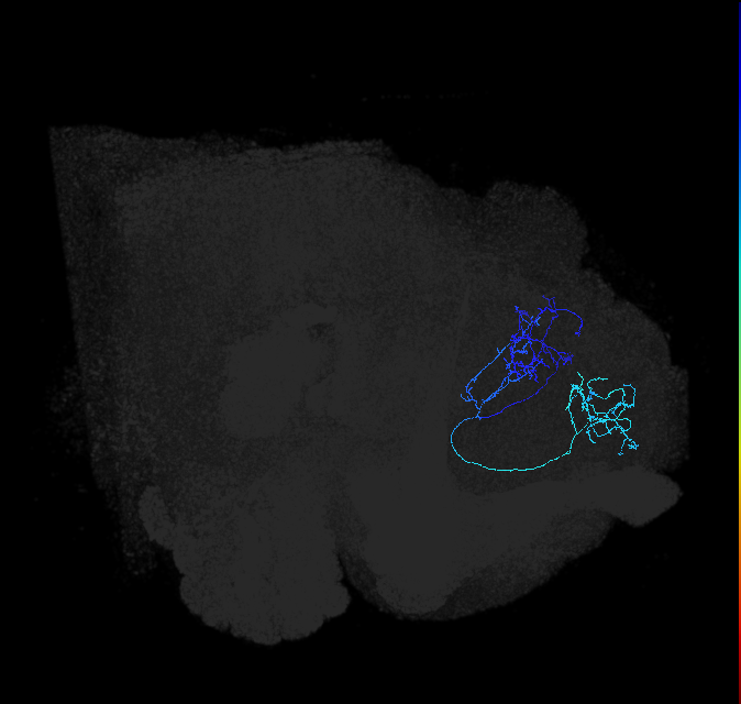 LHAD1f1_R (FlyEM-HB:420956213)