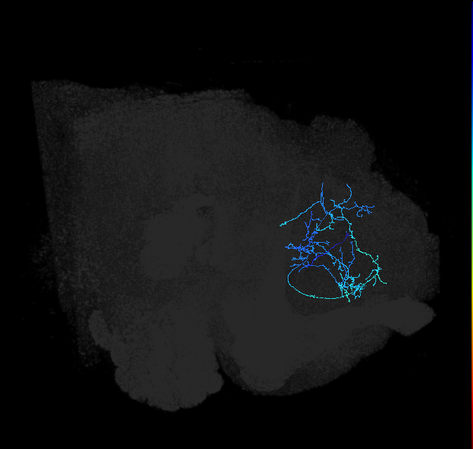 LHAD1f4_R (FlyEM-HB:577835762)