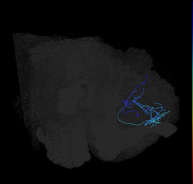 LHAD1i2_a_R (FlyEM-HB:5901193715)
