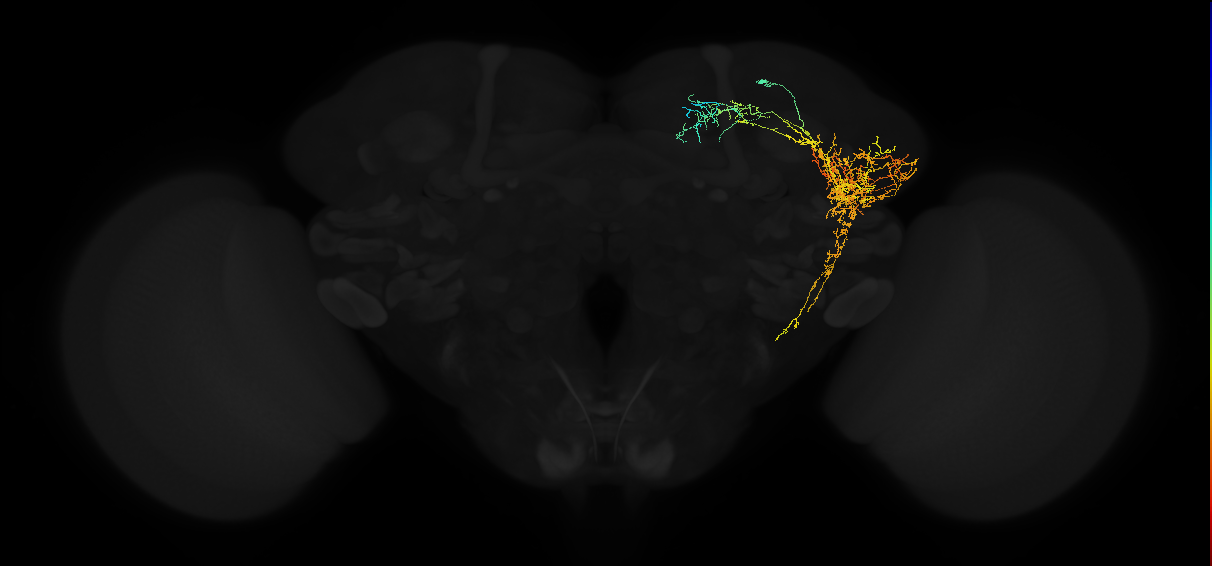 adult lateral horn AD2b1 neuron