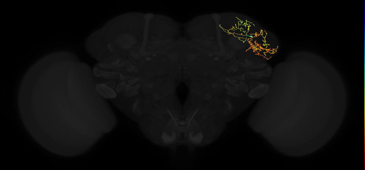 adult VLPd1 lineage neuron