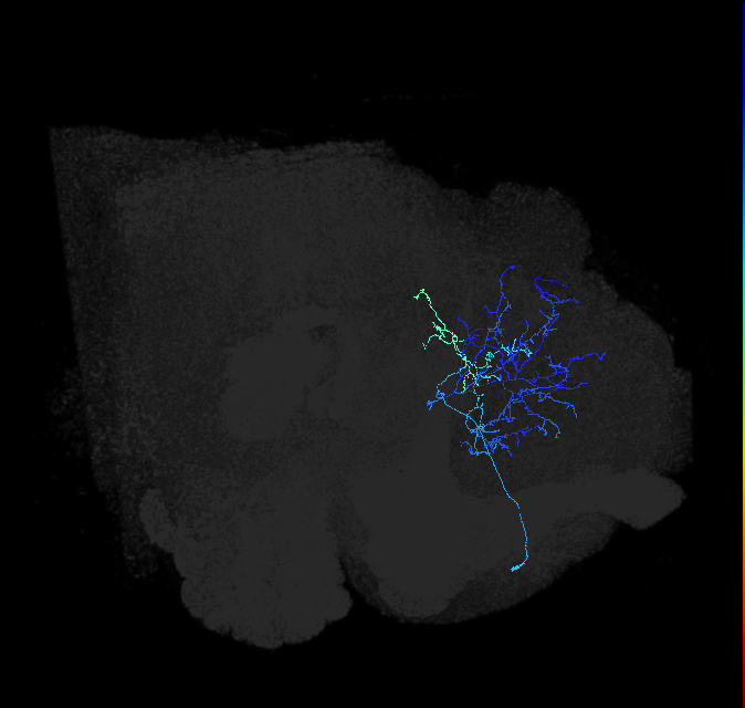 adult lateral horn AD2 neuron