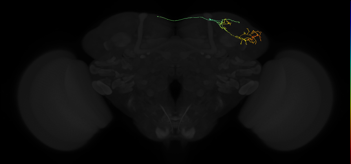 adult lateral horn AD3 neuron