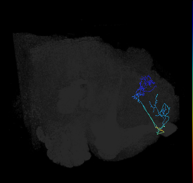 LHAD3b1_b_R (FlyEM-HB:391958379)