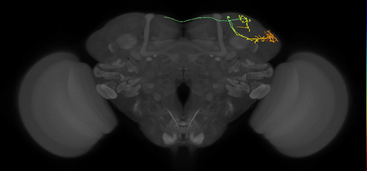 LHAD3b1_b_R (FlyEM-HB:391958379)