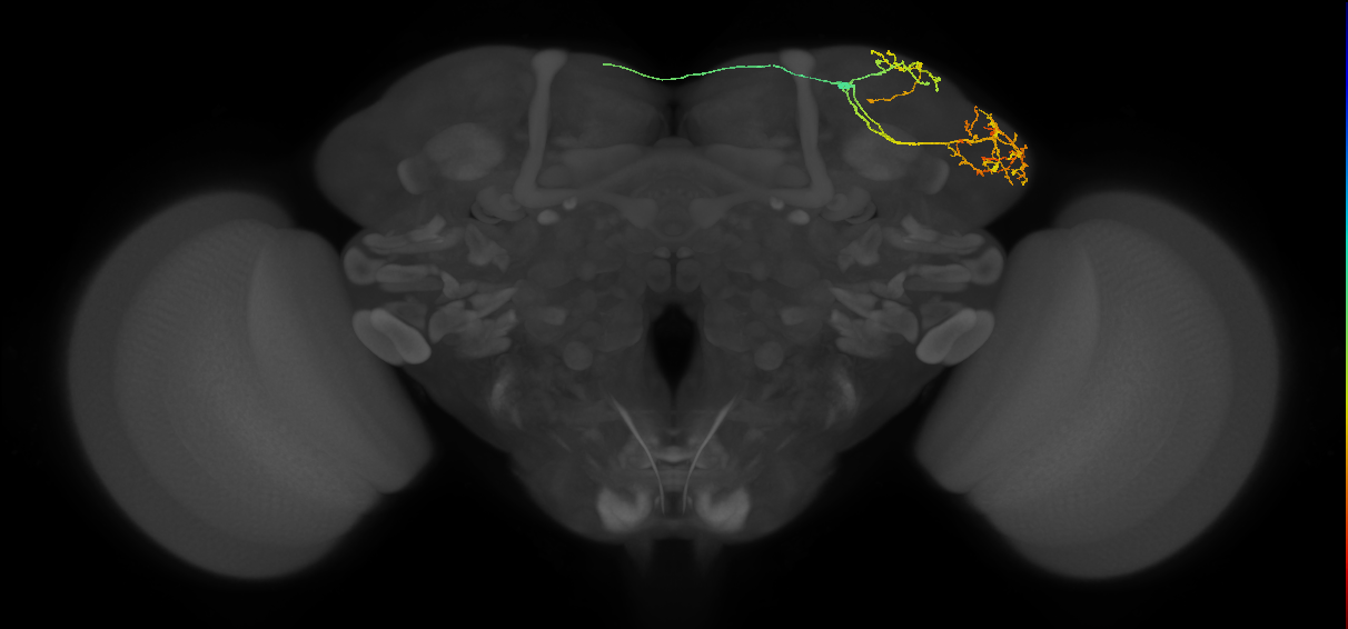 LHAD3b1_e_R (FlyEM-HB:604705430)