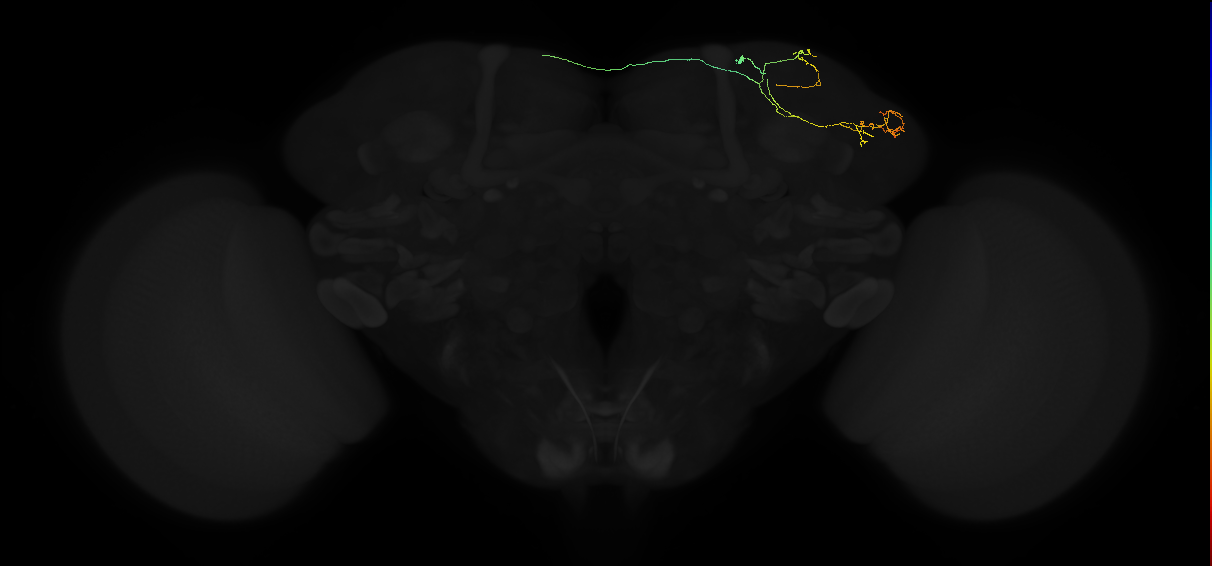 adult lateral horn AD3b1 neuron