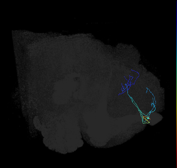 LHAD3b1_g_R (FlyEM-HB:610938082)