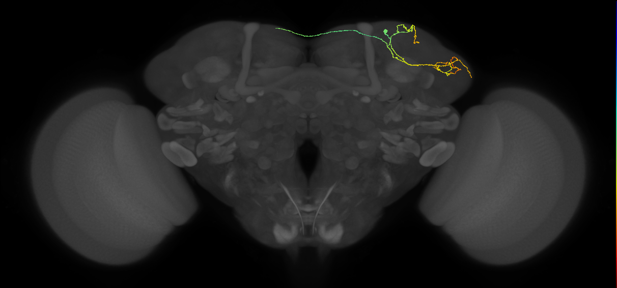 LHAD3b1_g_R (FlyEM-HB:610938082)